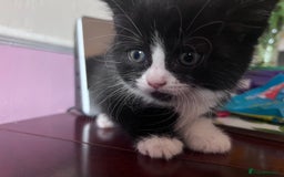 Mixed Breed cats for sale: Got 4 kittens looking for them home  - Image 3
