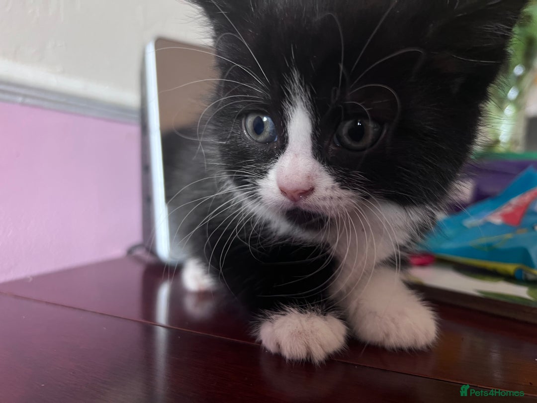 Mixed Breed cats for sale: Got 4 kittens looking for them home  - Image 3