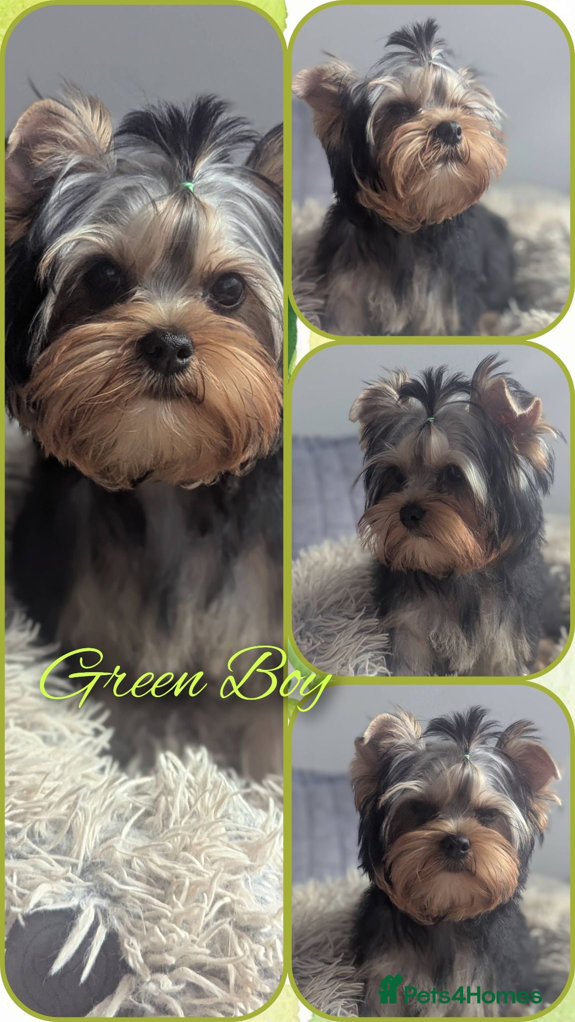 Yorkshire Terrier dogs 👉Yorkshire Terrier Pups–KC Lines, Health Checked - Advert 9