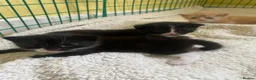 Mixed Breed cats for sale: 3 males kittens - Advert 8