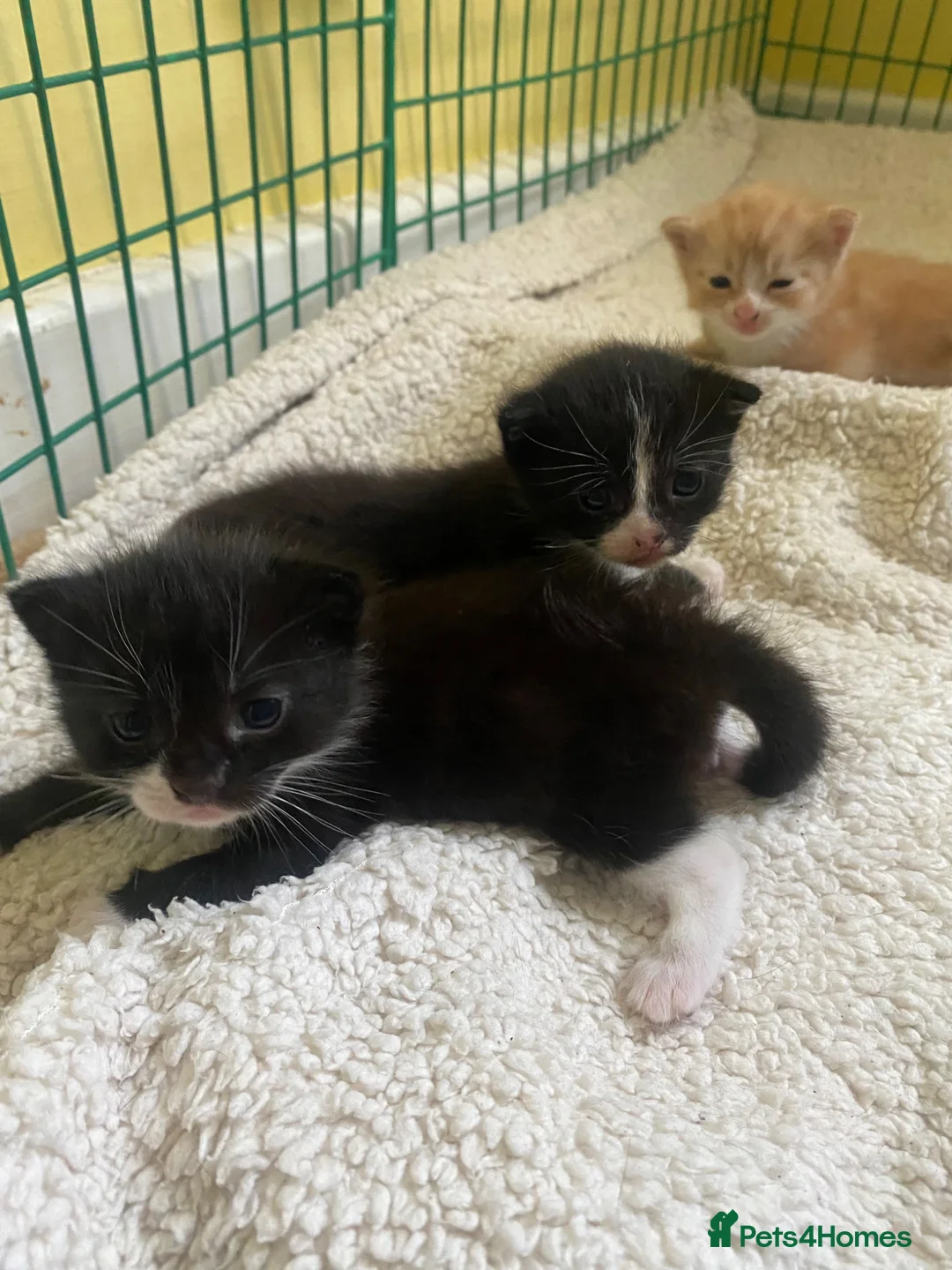 Mixed Breed cats for sale: 3 males kittens - Advert 8