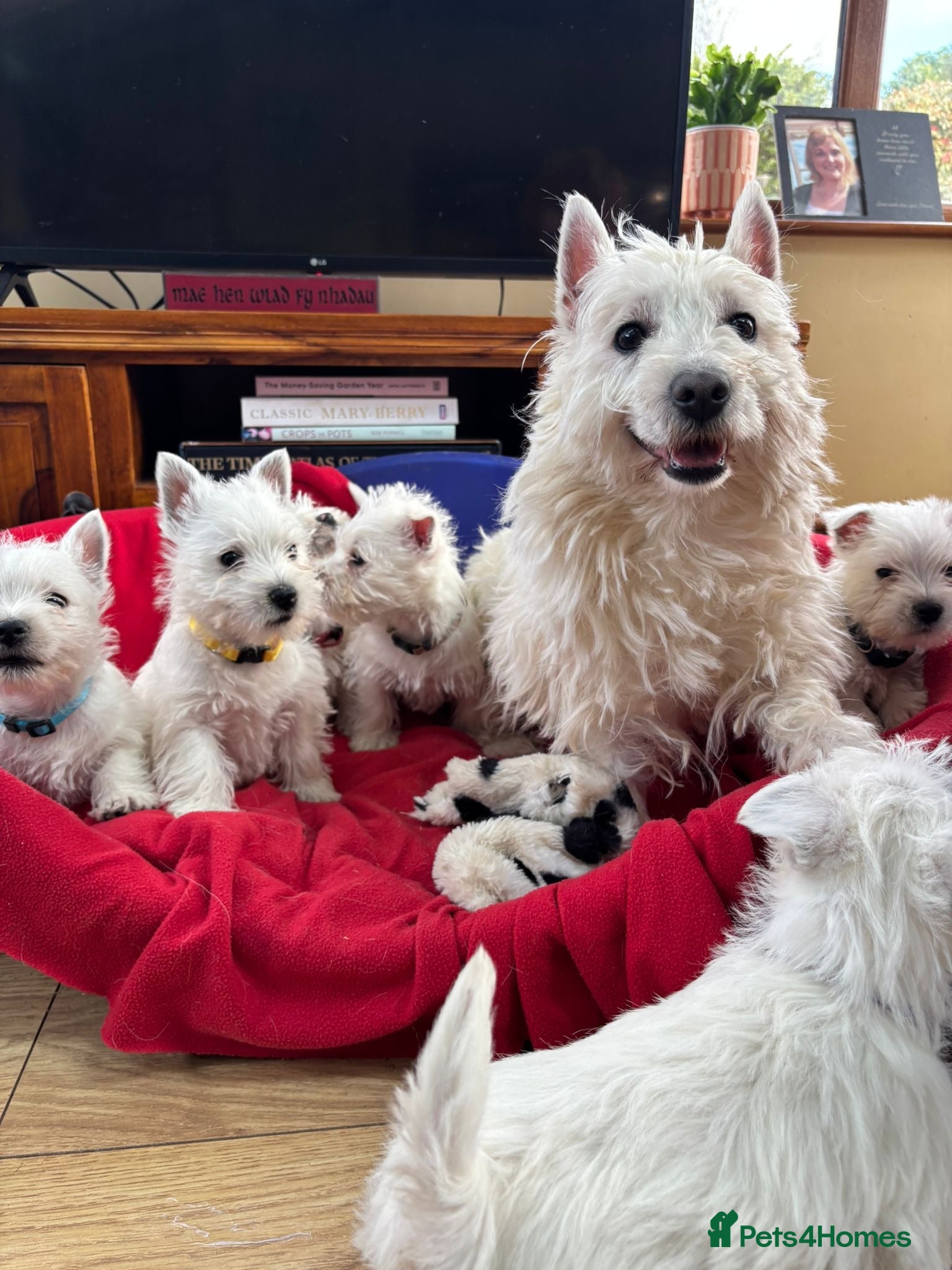 West Highland Terrier dogs Beautiful West highland puppies for sale - Advert 2