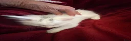 Maine Coon cats for sale: White Maine Coon kittens in Bury Saint Edmunds - Advert 15