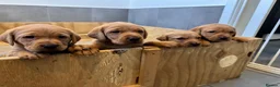 Labrador Retriever dogs for sale: Fox Red Labrador’s  - Advert 2