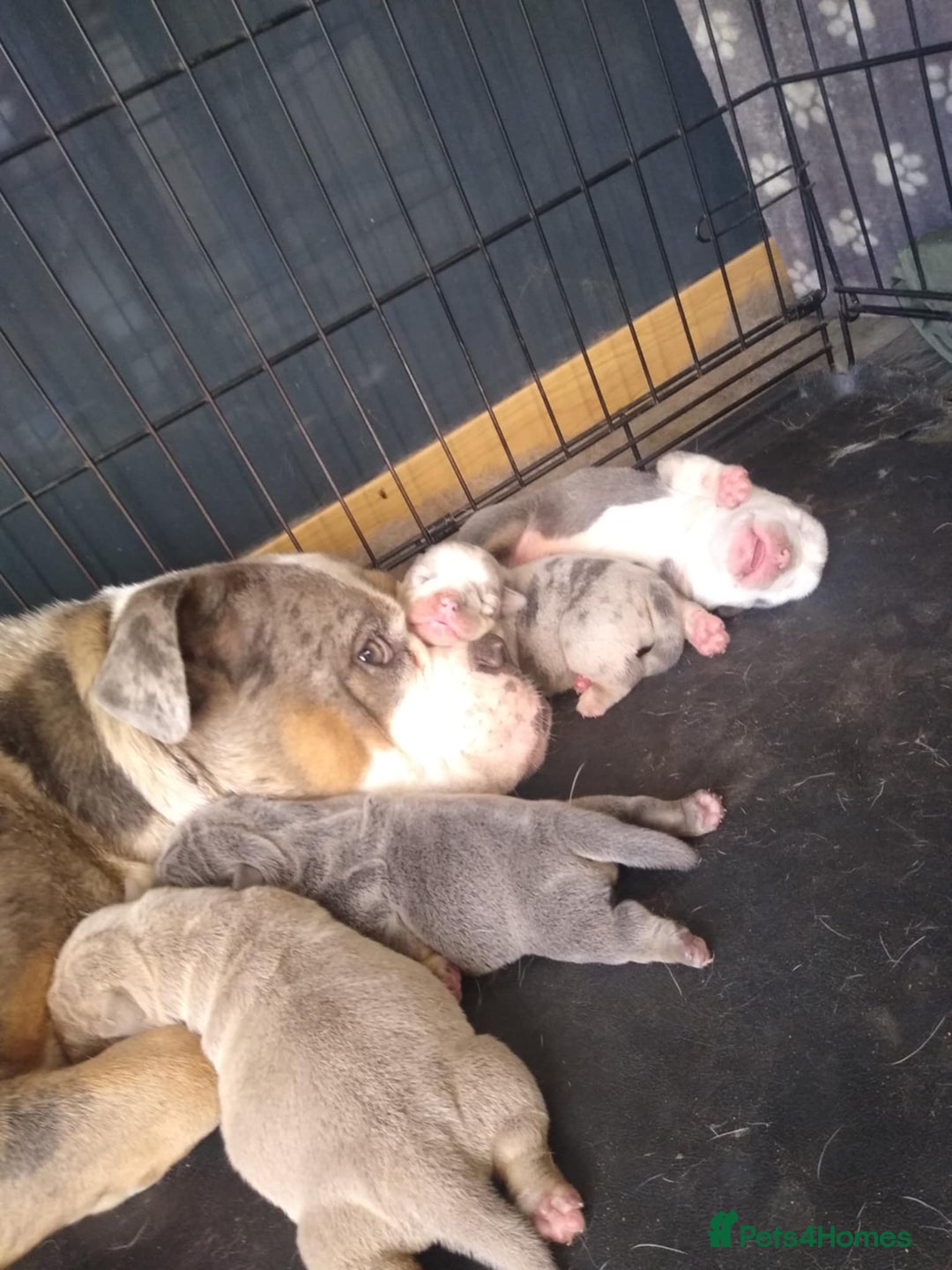 Olde English Bulldogge dogs for sale: Olde English Bulldogg - Image 7