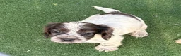 Cocker Spaniel dogs for sale: Beautiful cocker spaniel puppies  in York - Advert 3