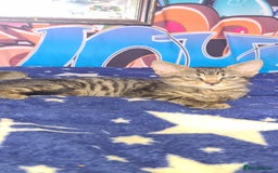 Bengal cats for sale: Mixed bengal kittens   - Image 11