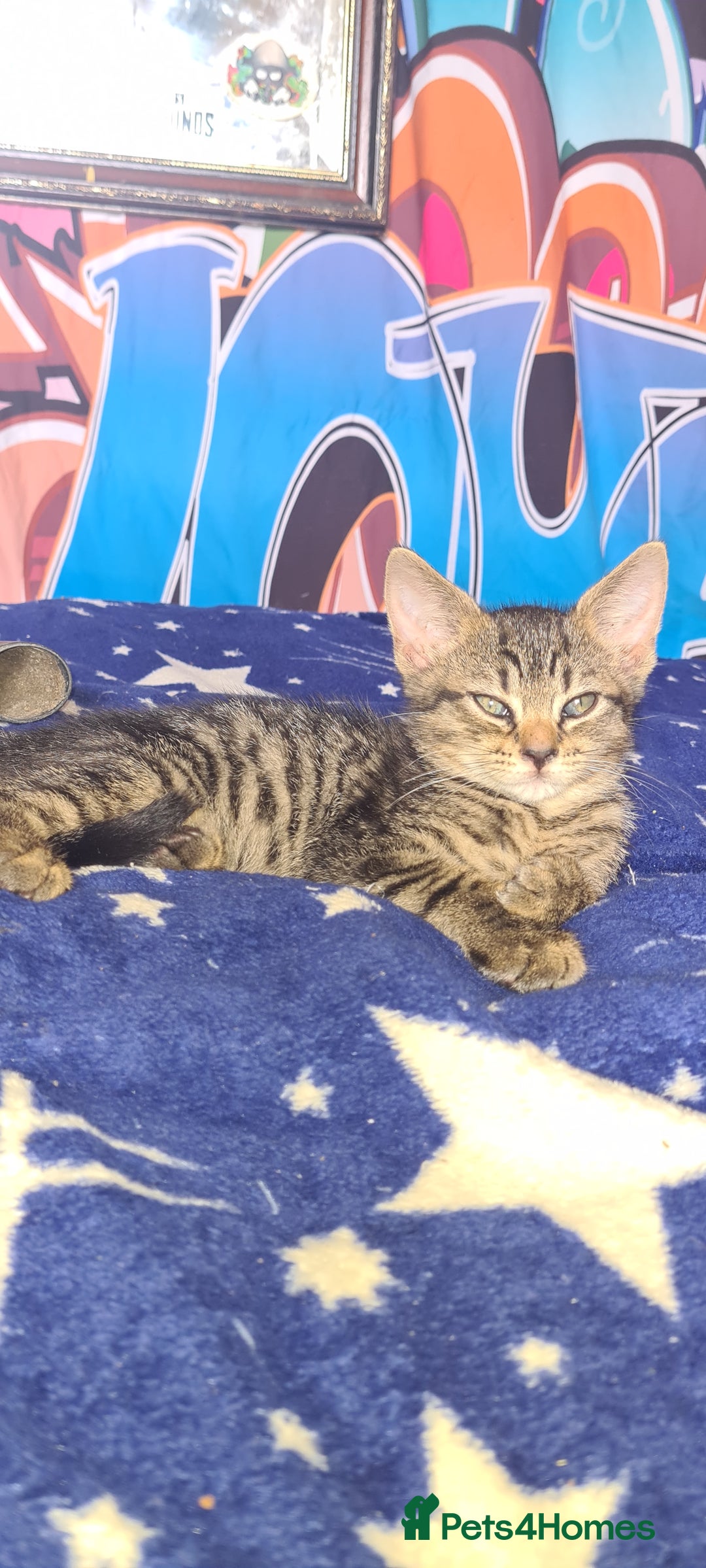 Bengal cats for sale: Mixed bengal kittens   - Image 11