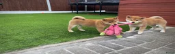 Japanese Shiba Inu dogs for sale: KC registered Japanese Shiba Inu puppies - Advert 9