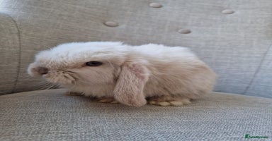 Mini Lop rabbits - Advert 1