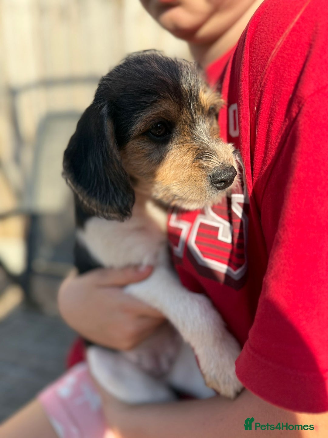 Mixed Breed dogs for sale: Beagle Cross puppies  - Image 12