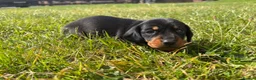 Miniature Dachshund dogs for sale: 5 stunning mini dachshunds for sale❤️🏡🥰 - Advert 25