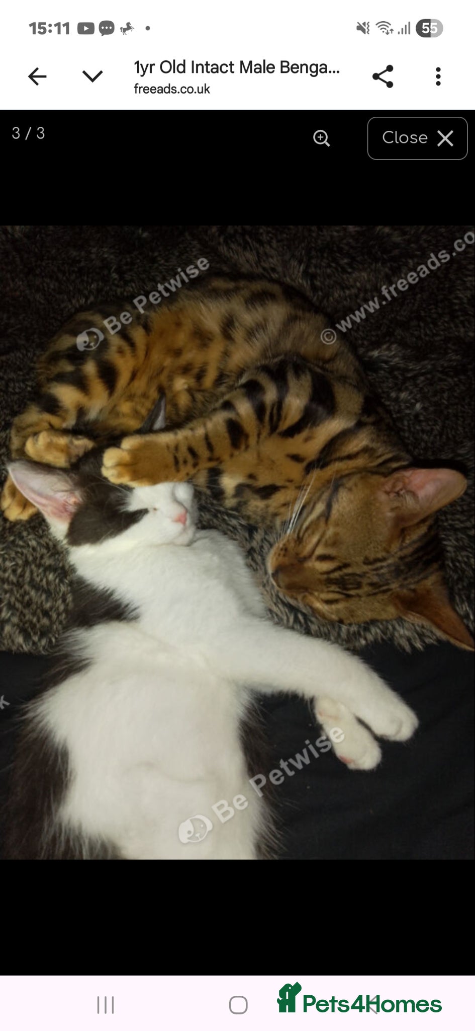 Bengal cats Beautiful bengal  - Advert 1