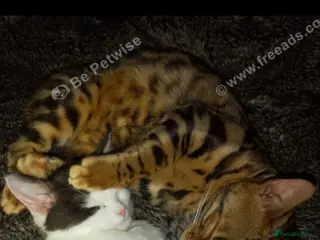 Bengal cats Beautiful bengal - Advert 1