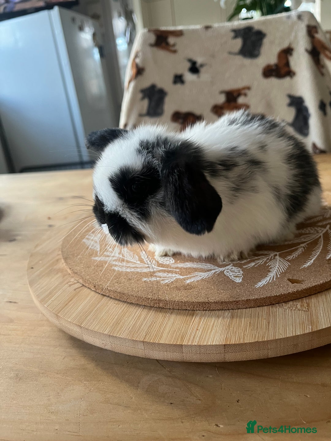 Mini Lop rabbits for sale:  Beautiful mini lops - Advert 15