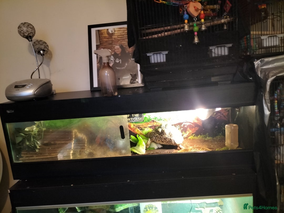 Tortoise reptiles for sale: Tortoise leopard  - Advert 2