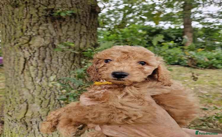Cockapoo dogs - Advert 6