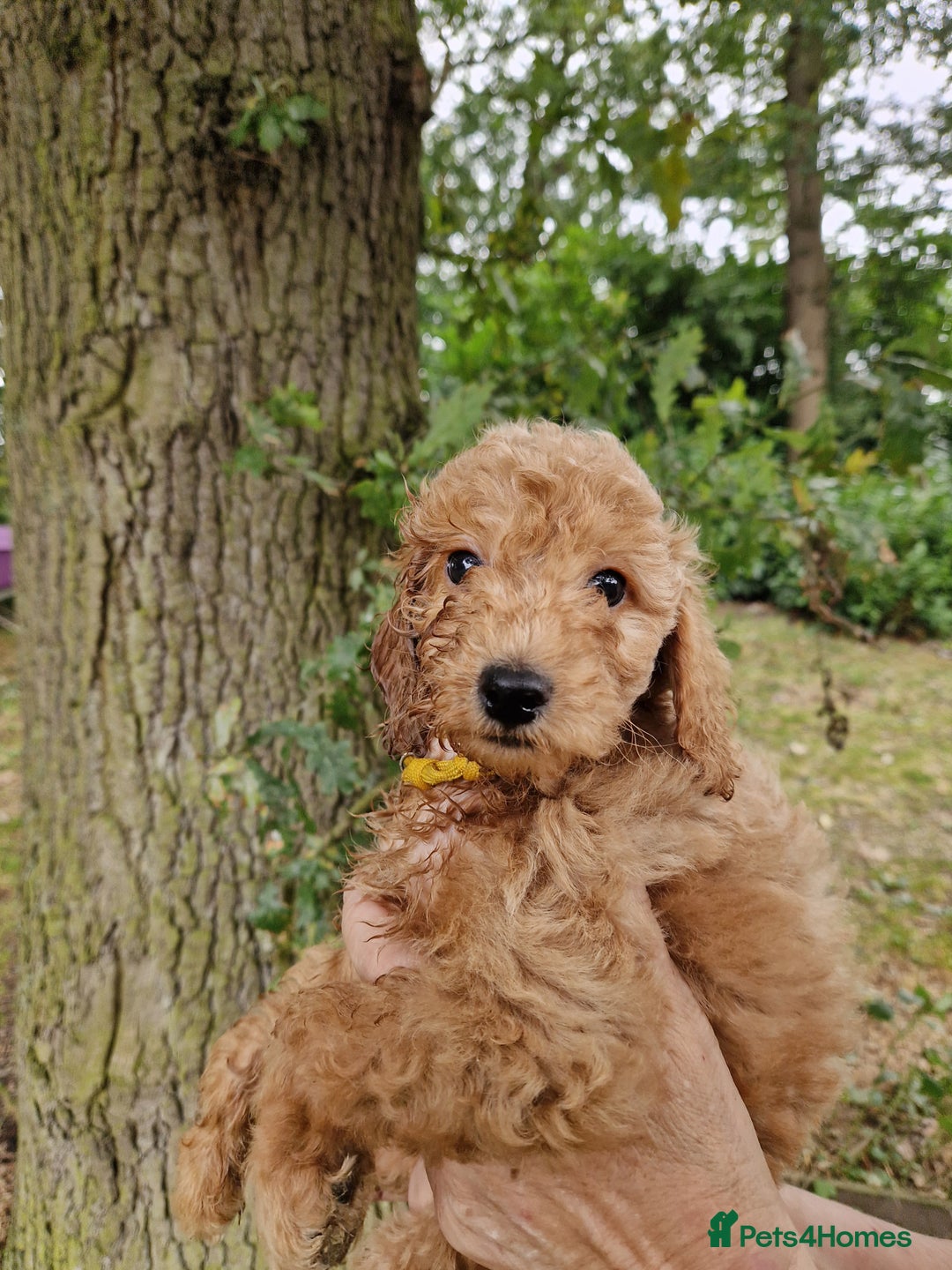 Cockapoo dogs for sale: EXCEPTIONAL HEALTH TESTED SHOW TYPE COCKAPOOS F1B - Image 1