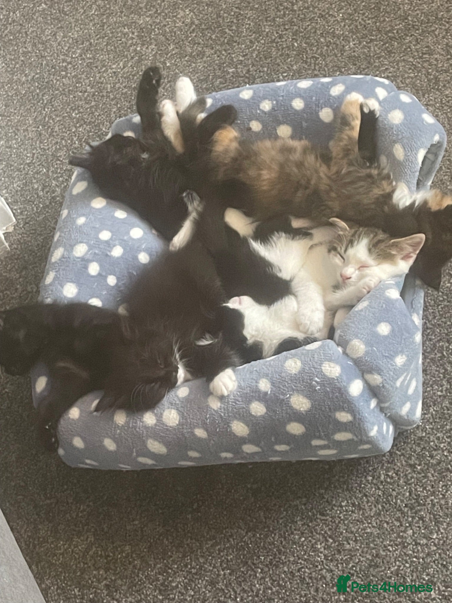 British Longhair cats Kittens ginger tabby black/white and  black  - Advert 16