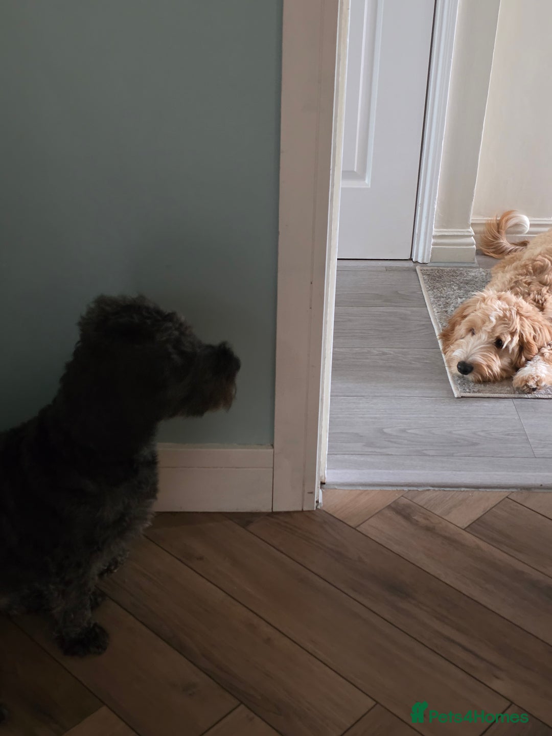 Cockapoo dogs for sale: 7 month old Benson  - Advert 7