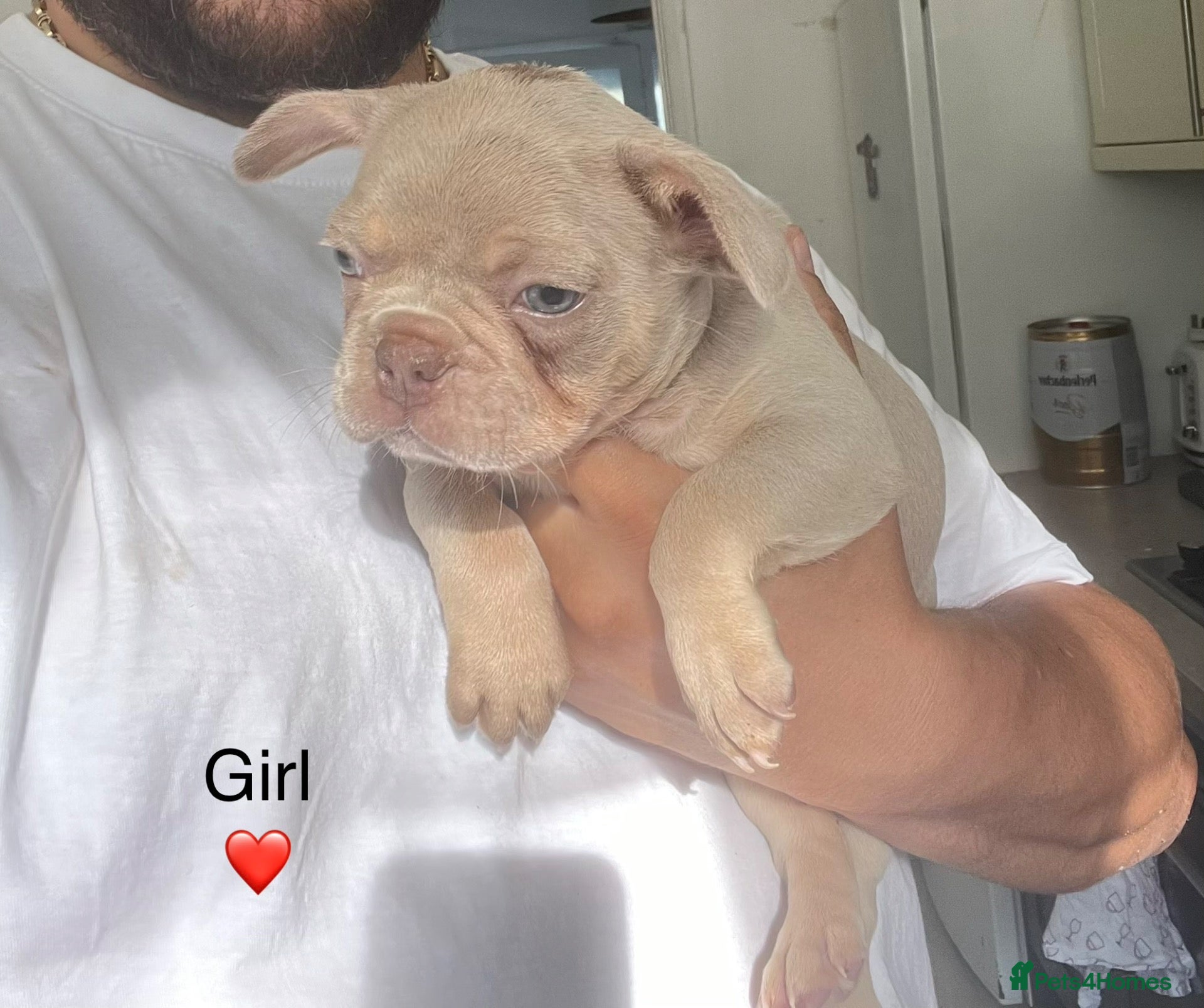 French Bulldog dogs French bulldog  - Advert 2
