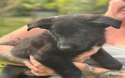 German Shepherd dogs for sale: German shepherd puppies ready to leave now - Image 29