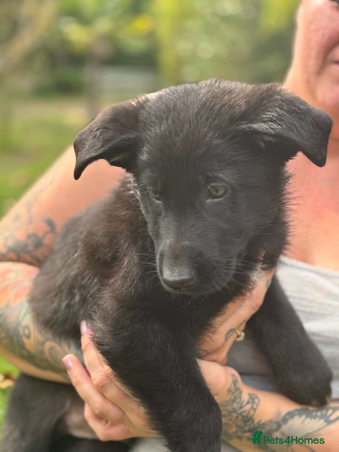 German Shepherd dogs for sale: German shepherd puppies ready to leave now - Image 29