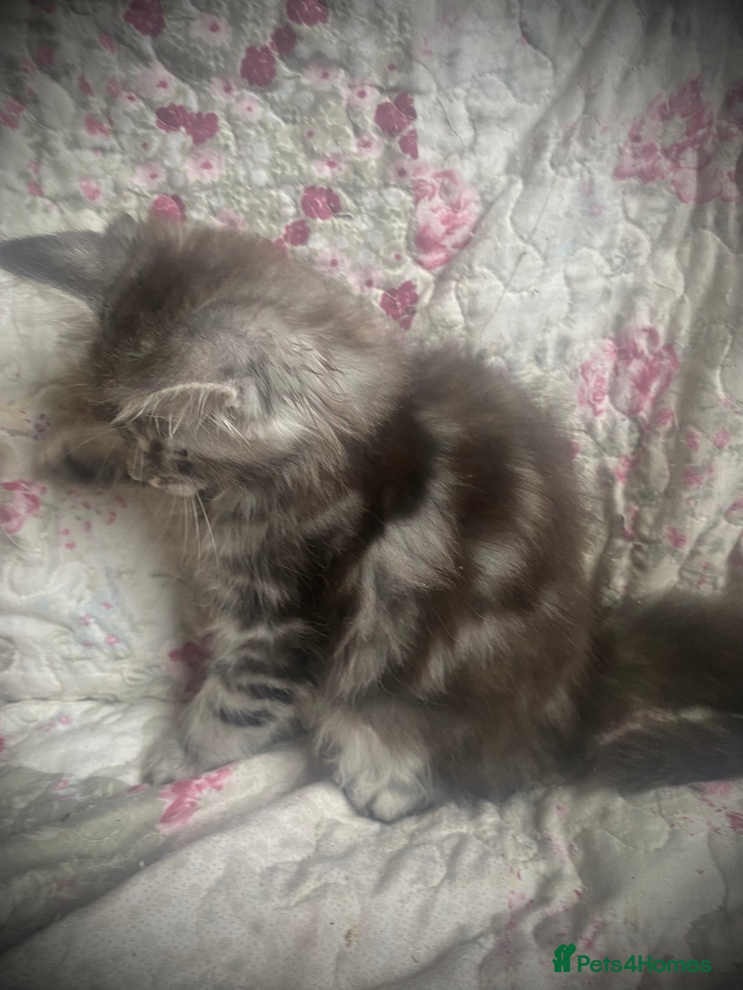Maine Coon cats for sale: Full Maine Coon kittens Parents fully tested - Advert 10