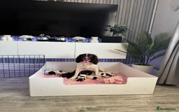 Sprocker dogs for sale: Sprockers for sale  - Image 6