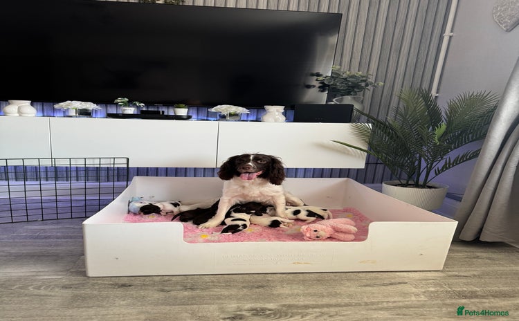 Sprocker dogs - Advert 11