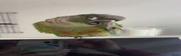 Conures birds for sale: beautiful 18 month old green cheek conure in Newport - Advert 7