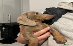 Miniature Dachshund dogs for sale: Isabella miniature dachshund  - Advert 2