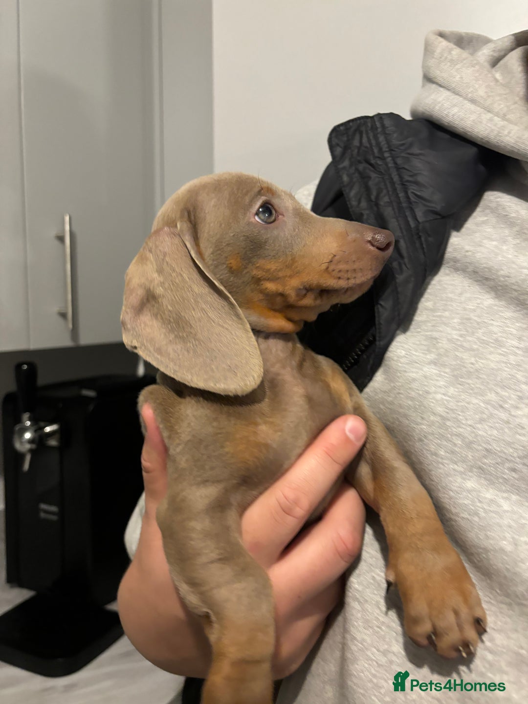 Miniature Dachshund dogs for sale: Isabella miniature dachshund  - Advert 2