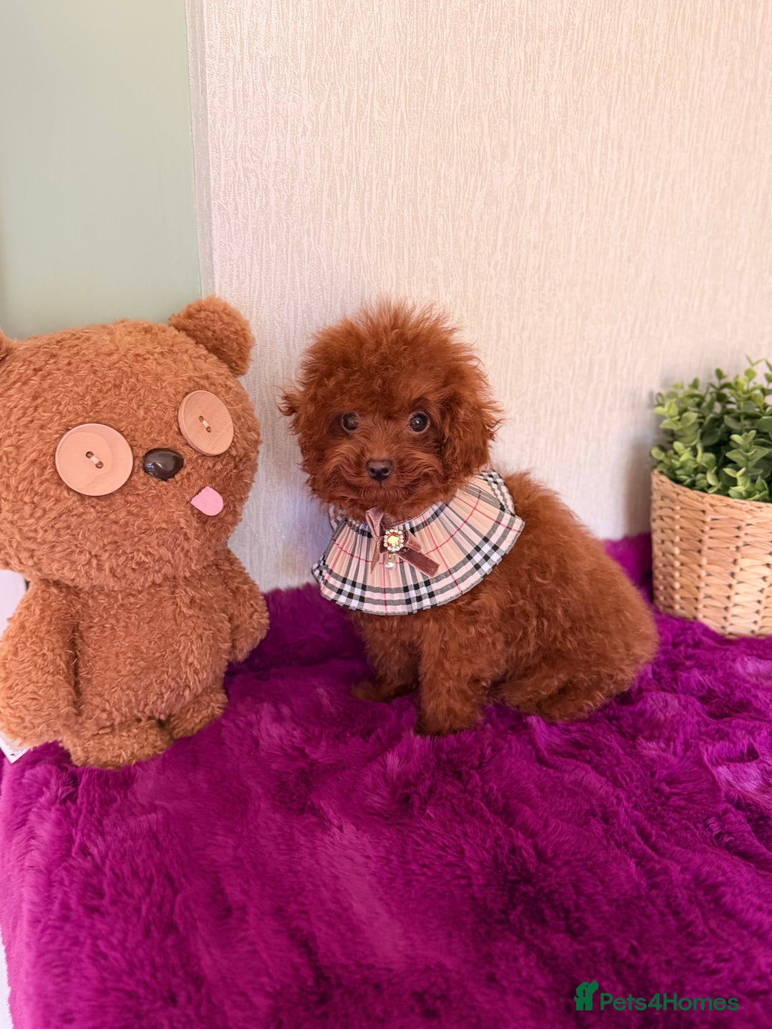 Poodle dogs for sale: Stunning Asian poodle boy for sale  - Advert 3