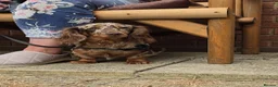 Miniature Dachshund dogs for sale: KC REGISTERED BEAUTIFUL MINIATURE LONGHAIRS - Advert 23