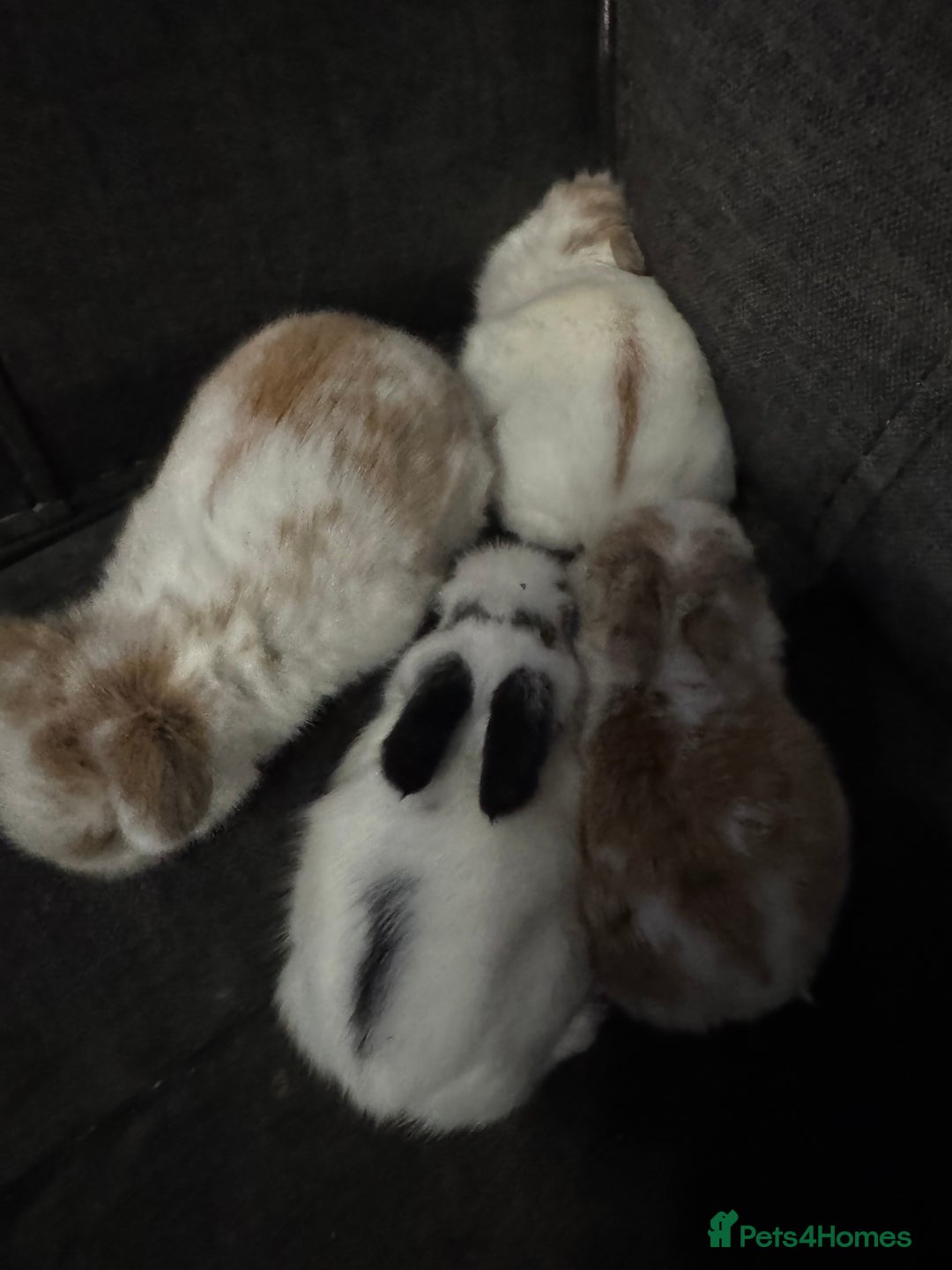 Mini Lion Lop rabbits for sale: 4 baby mini lop rabbits - Advert 4