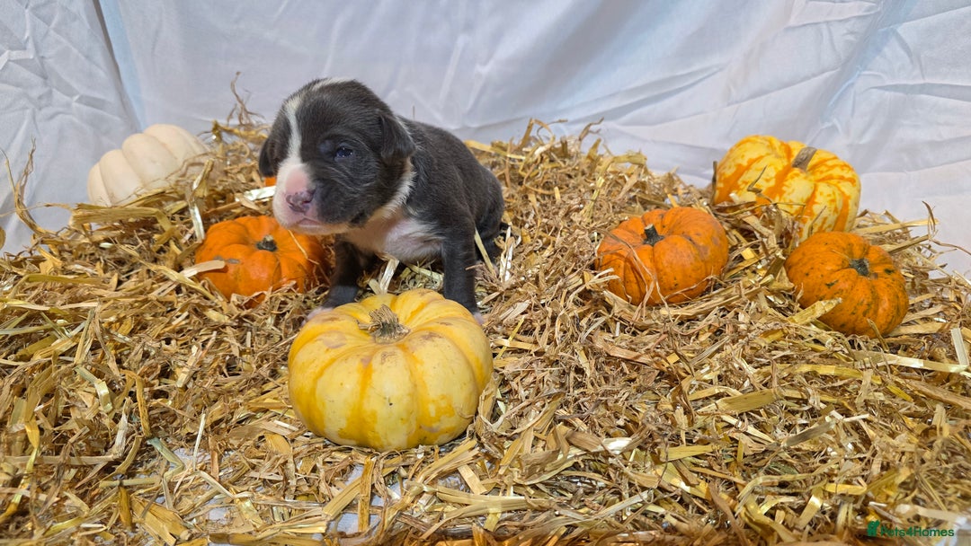 Mixed Breed dogs for sale: 12 beautiful puppies - Image 15