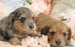 Miniature Dachshund dogs for sale: KC Registered Miniature Dachshund Puppies - Image 7