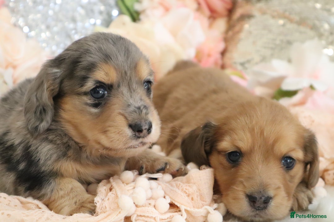 Miniature Dachshund dogs for sale: KC Registered Miniature Dachshund Puppies - Image 7