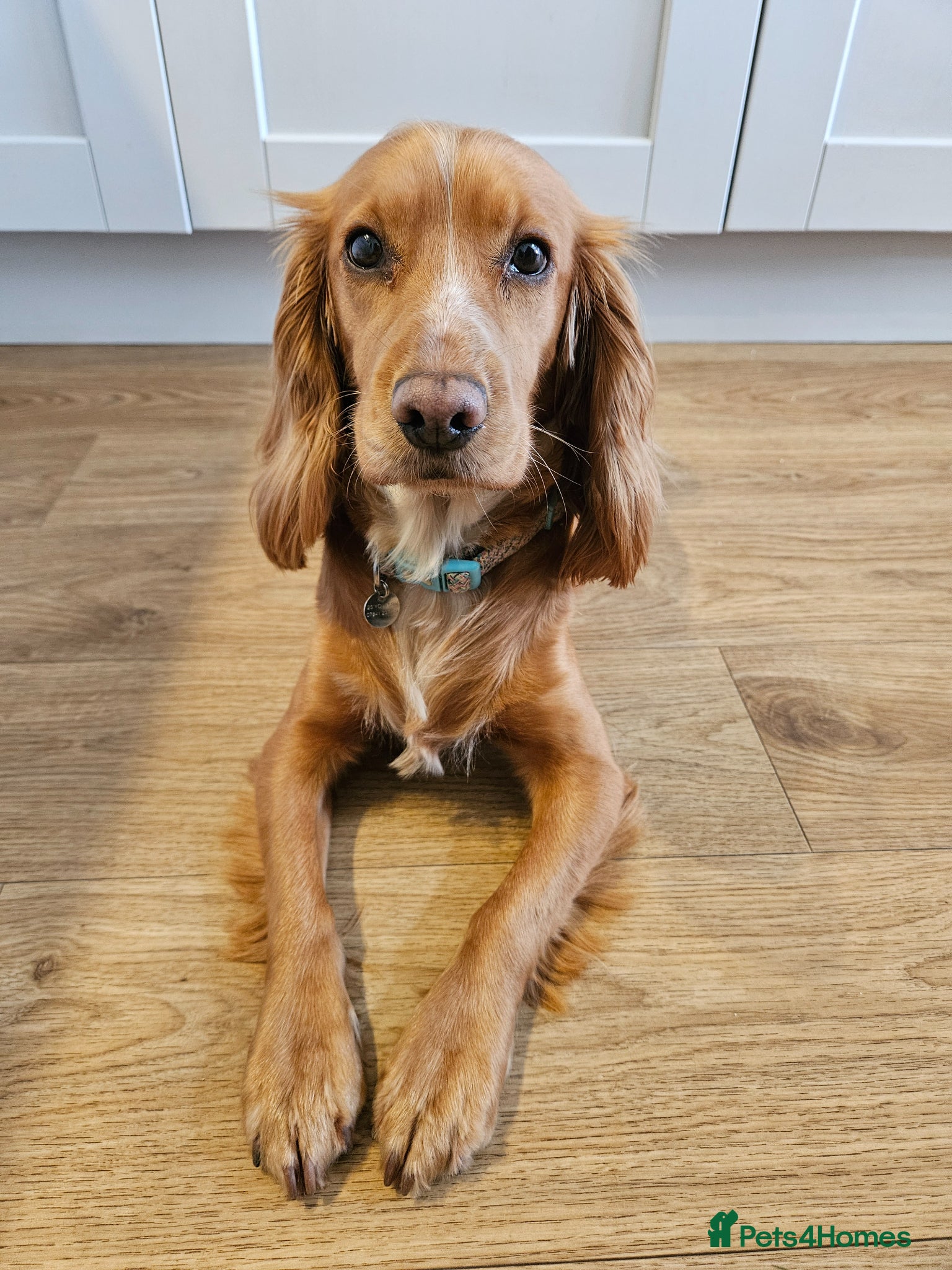 Cocker Spaniel dogs Working cocker spaniel  - Advert 1