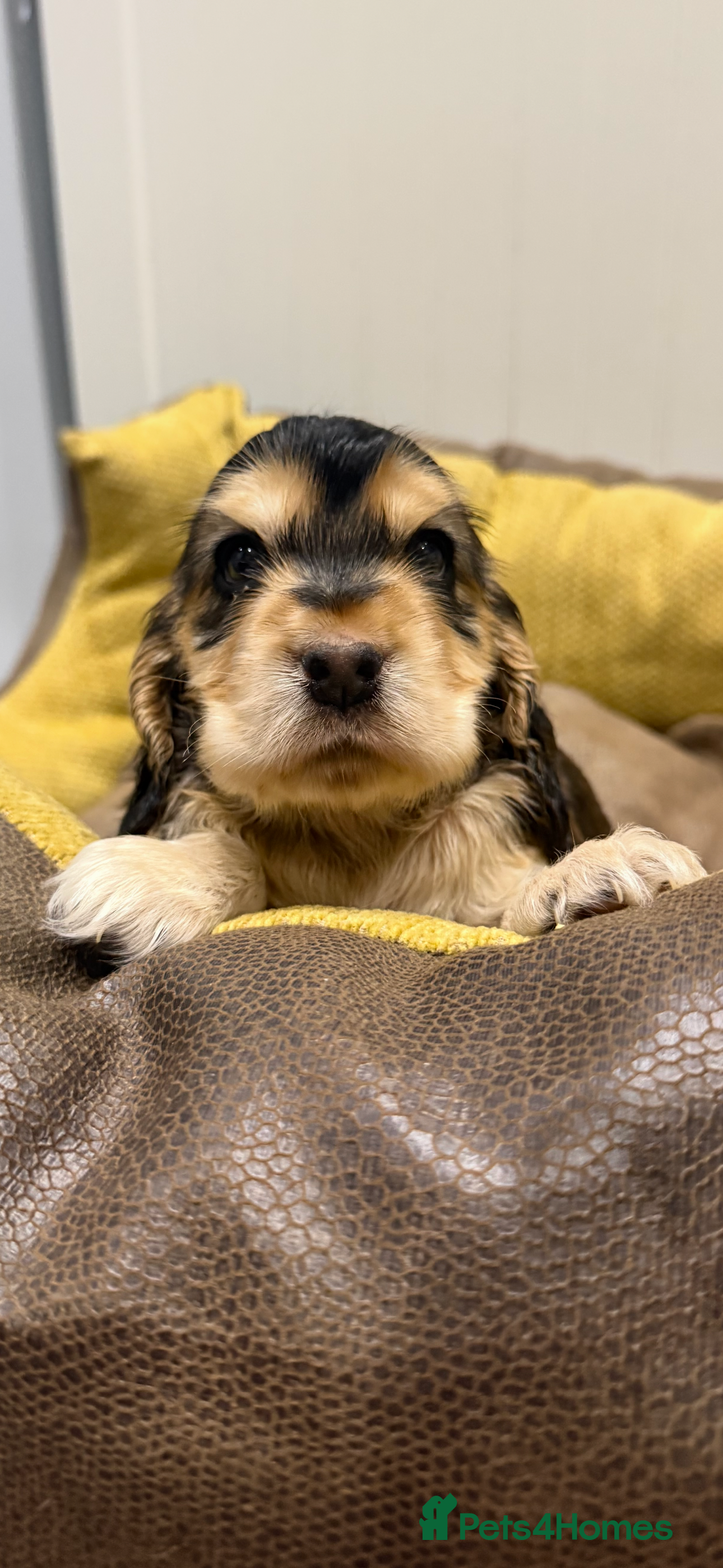 Cocker Spaniel dogs 🐶 Beautiful Show-Type Cocker Spaniel Puppies 🐶 - Advert 1