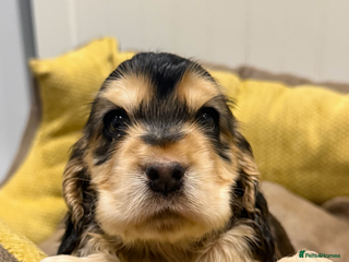 Cocker Spaniel dogs 🐶 Beautiful Show-Type Cocker Spaniel Puppies 🐶 - Advert 1