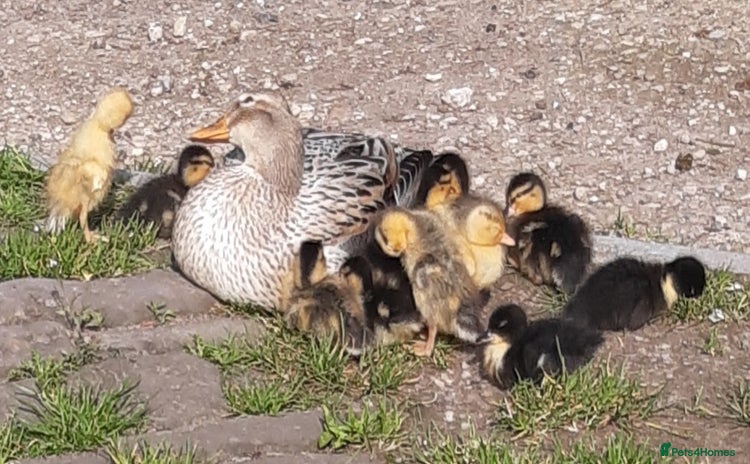 Ducks poultry - Advert 3