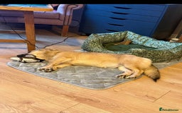 Mixed Breed dogs for adoption: Meet Bambi, currently residing in Bristol - Image 2