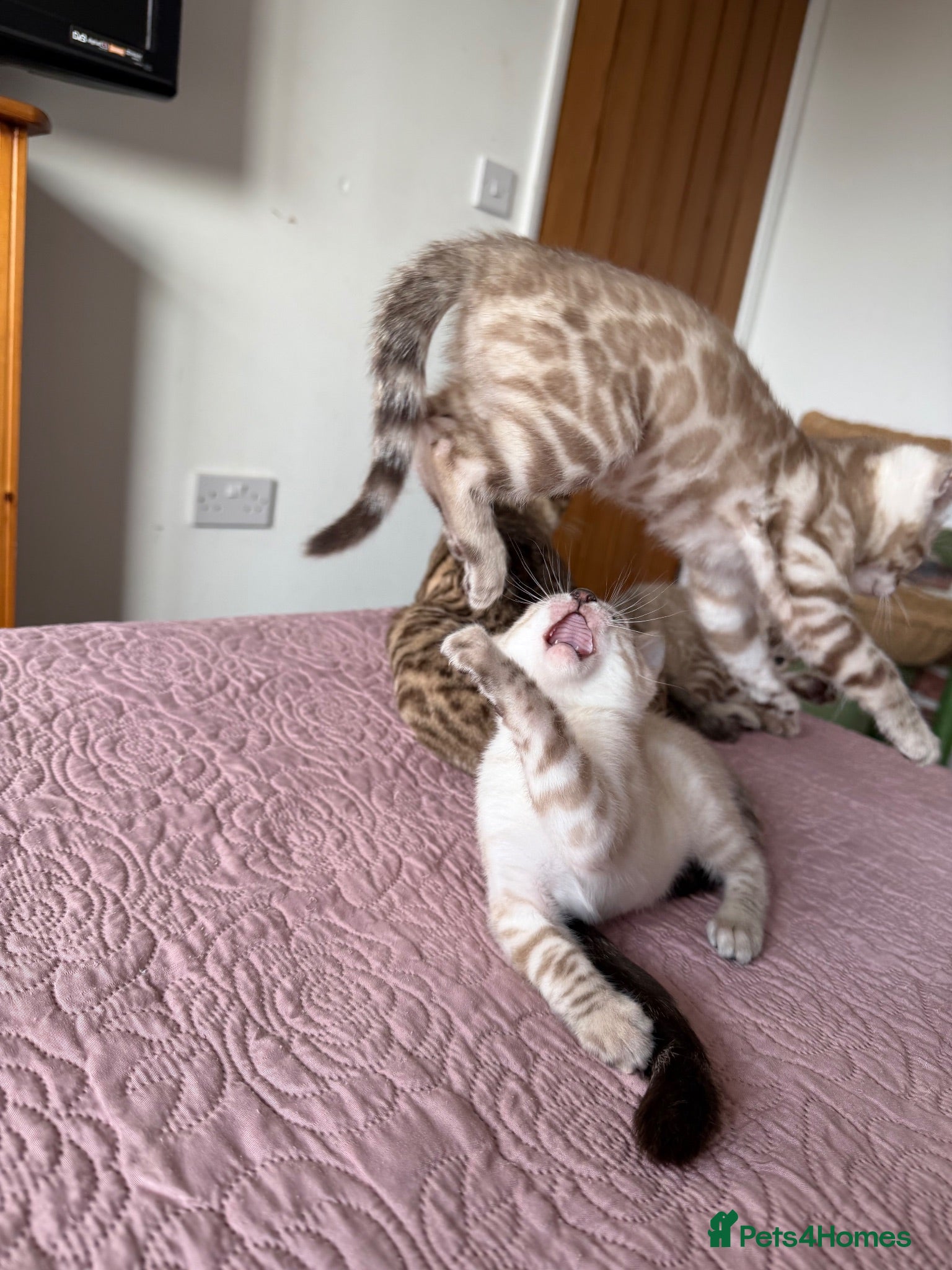 Bengal cats Albino-Snow Lynx Bengal Kittens TICA Registered 🏆 - Advert 2