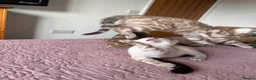 Bengal cats for sale: Albino & Snow Lynx Bengal Kittens, TICA Regs - Advert 11
