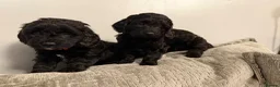Cockapoo dogs for sale: F2Bb cockapoo puppies - Advert 10