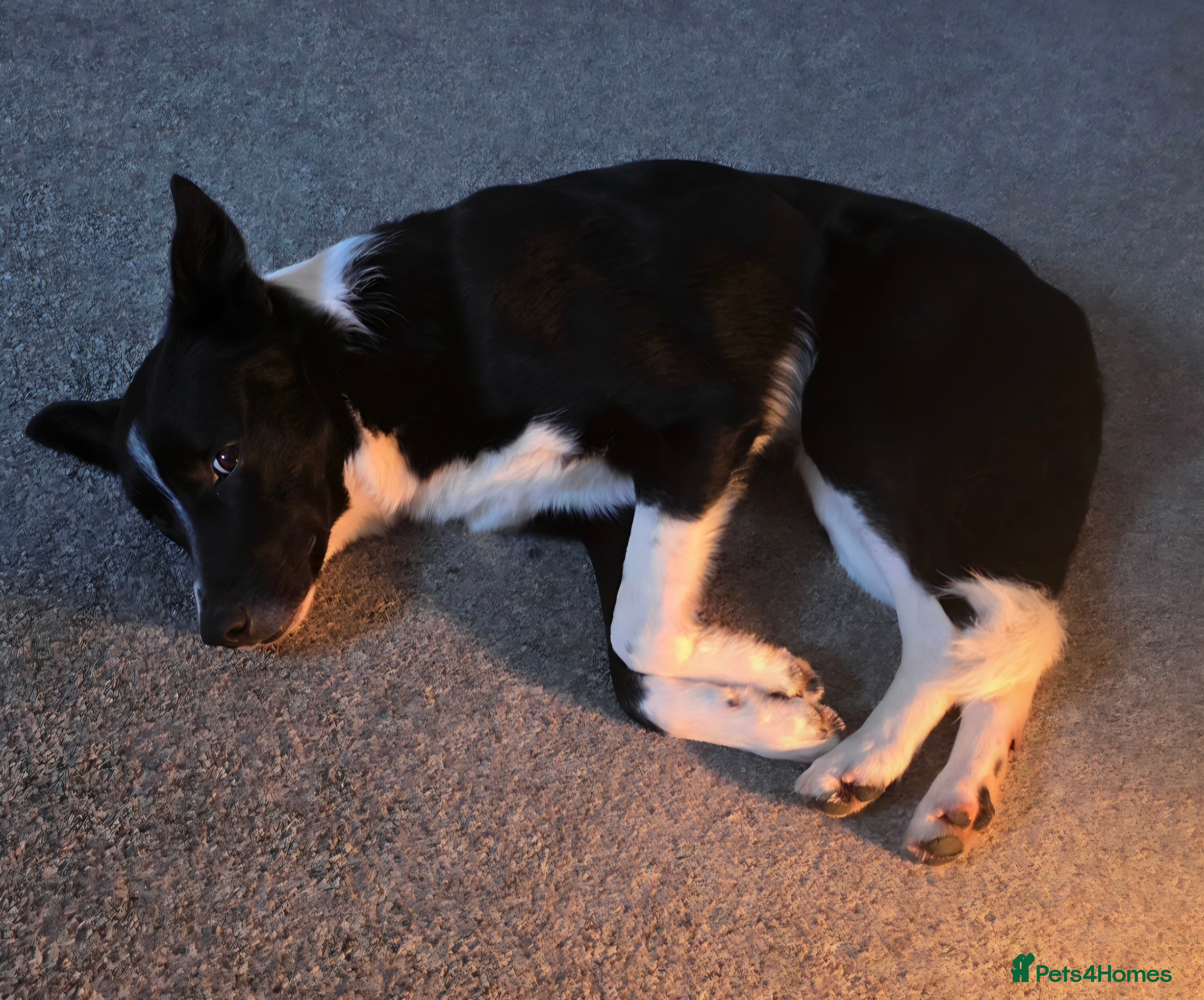 Border Collie dogs for sale: 3 year old Border Collie  - Advert 4