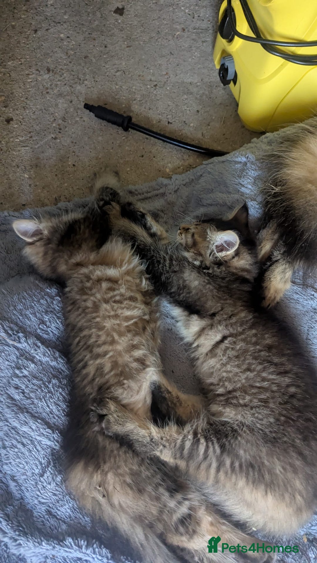 Scottish Fold cats for sale: Scottish Fold / British Short Hair and Tabby mix  - Image 15