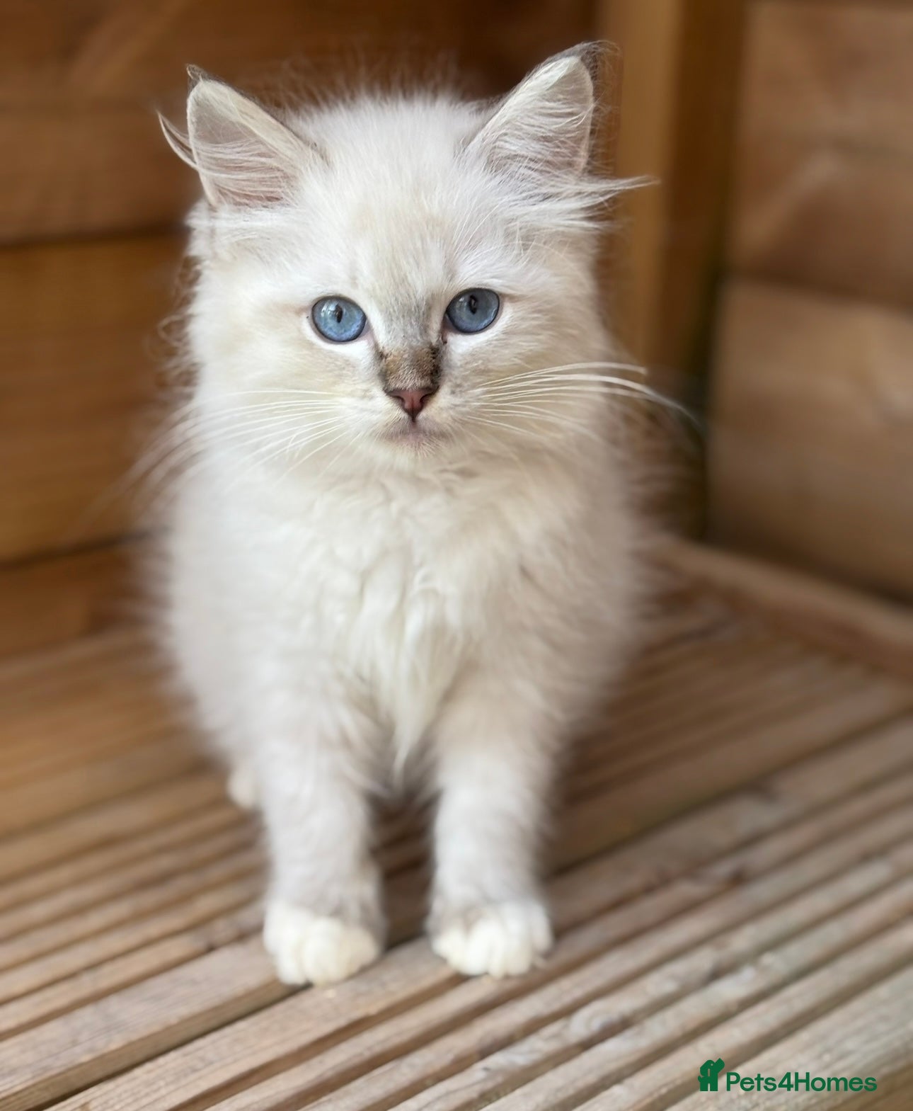 Ragdoll cats Beautiful gccf blue tabby mitted girl available  - Advert 20